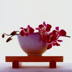 Immagine profilo di orchidearossa99